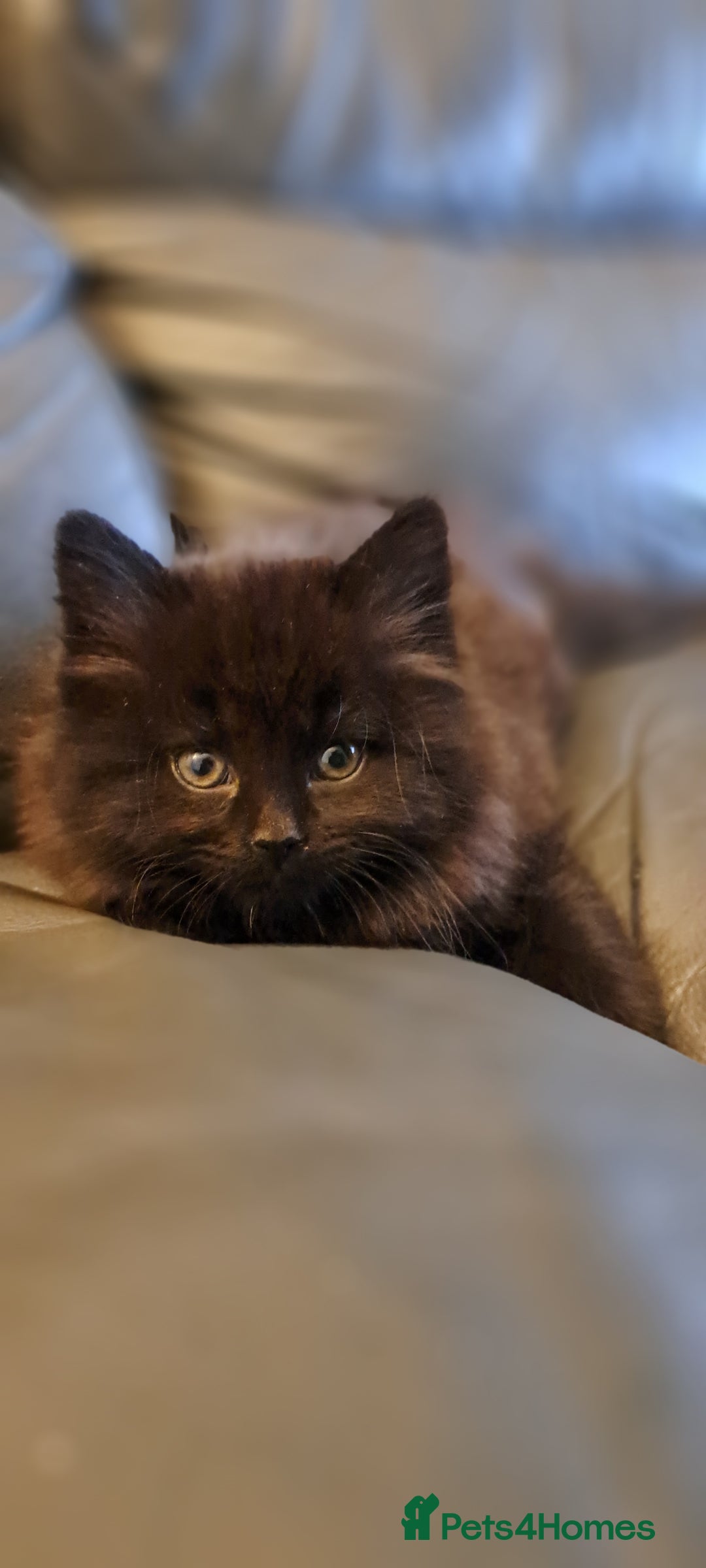 Mixed Breed cats for sale: Gorgeous Cross Kittens 🌟 - Advert 21