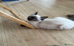 Ragdoll cats for sale: Seal point ragdoll girl GCCF registered - Image 3
