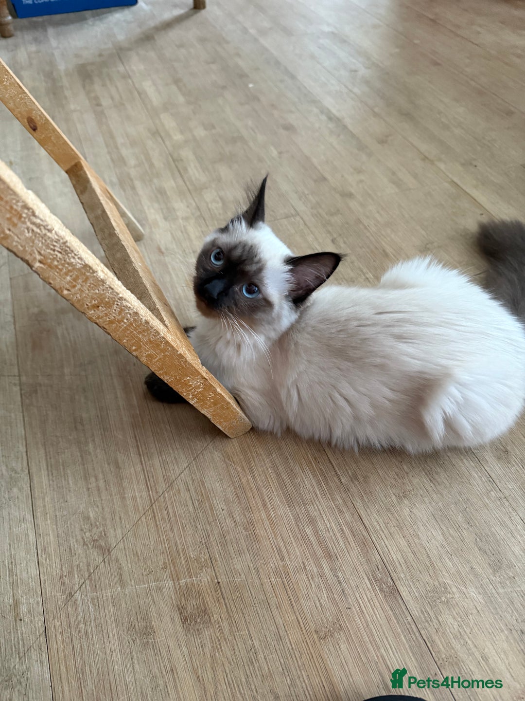 Ragdoll cats for sale: Seal point ragdoll girl GCCF registered - Image 3