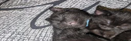 Mixed Breed cats for sale: Kitten  - Advert 8