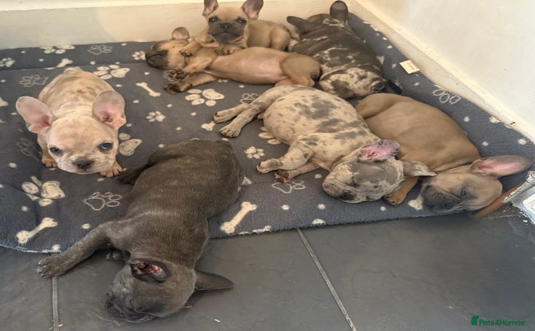 French Bulldog dogs - Advert 11