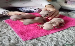 Sphynx cats for sale: Elf ear baby sphnx  - Image 8
