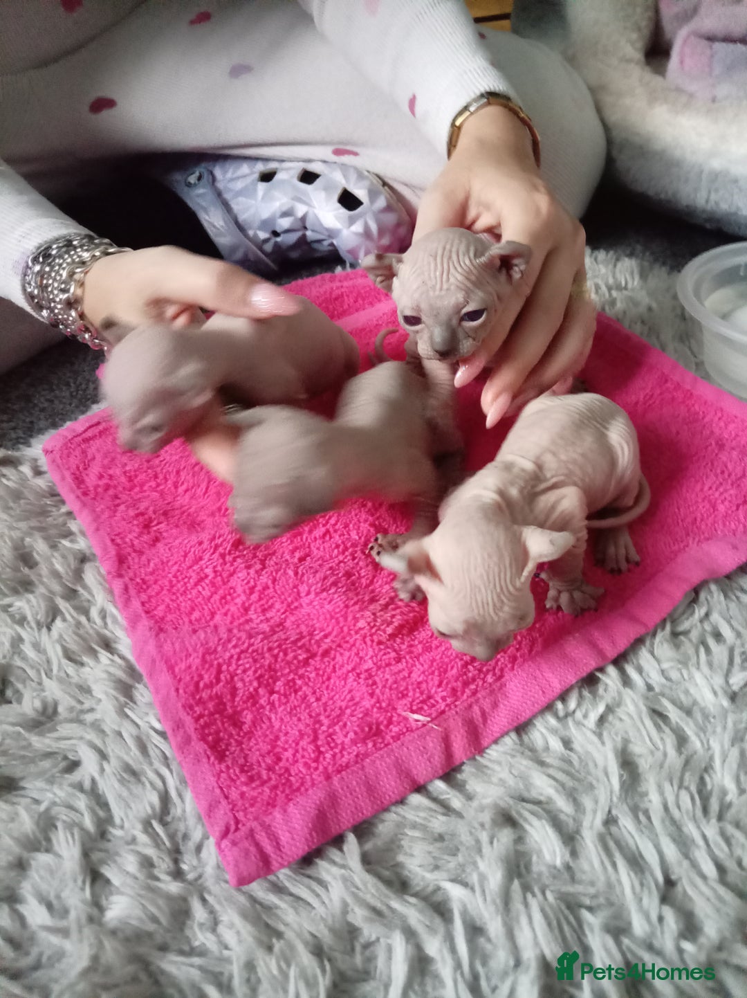 Sphynx cats for sale: Elf ear baby sphnx  - Image 8