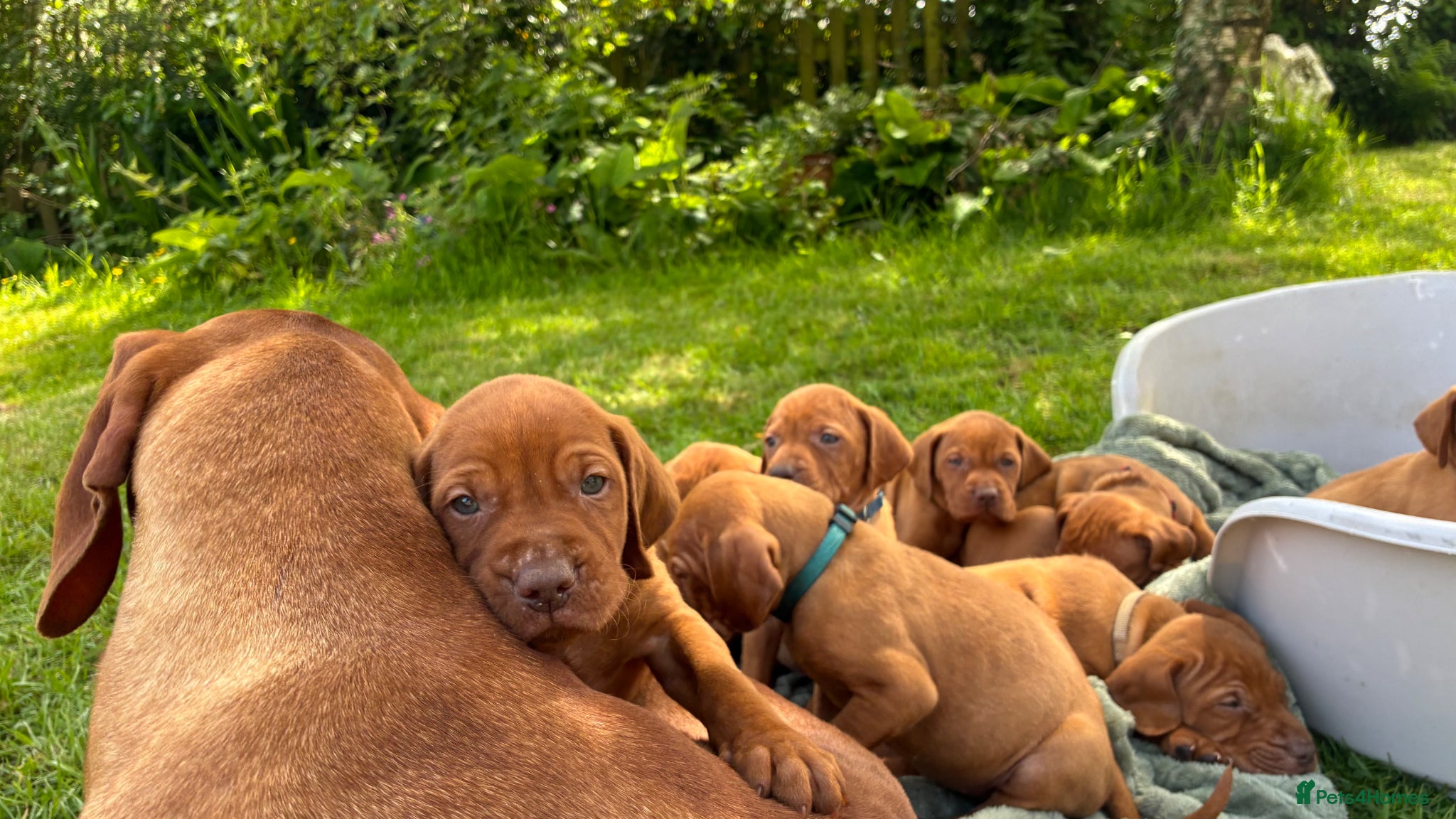 Hungarian Vizsla dogs 🐶Adorable KC Hungarian Vizsla Puppies 💗🩵 - Advert 1