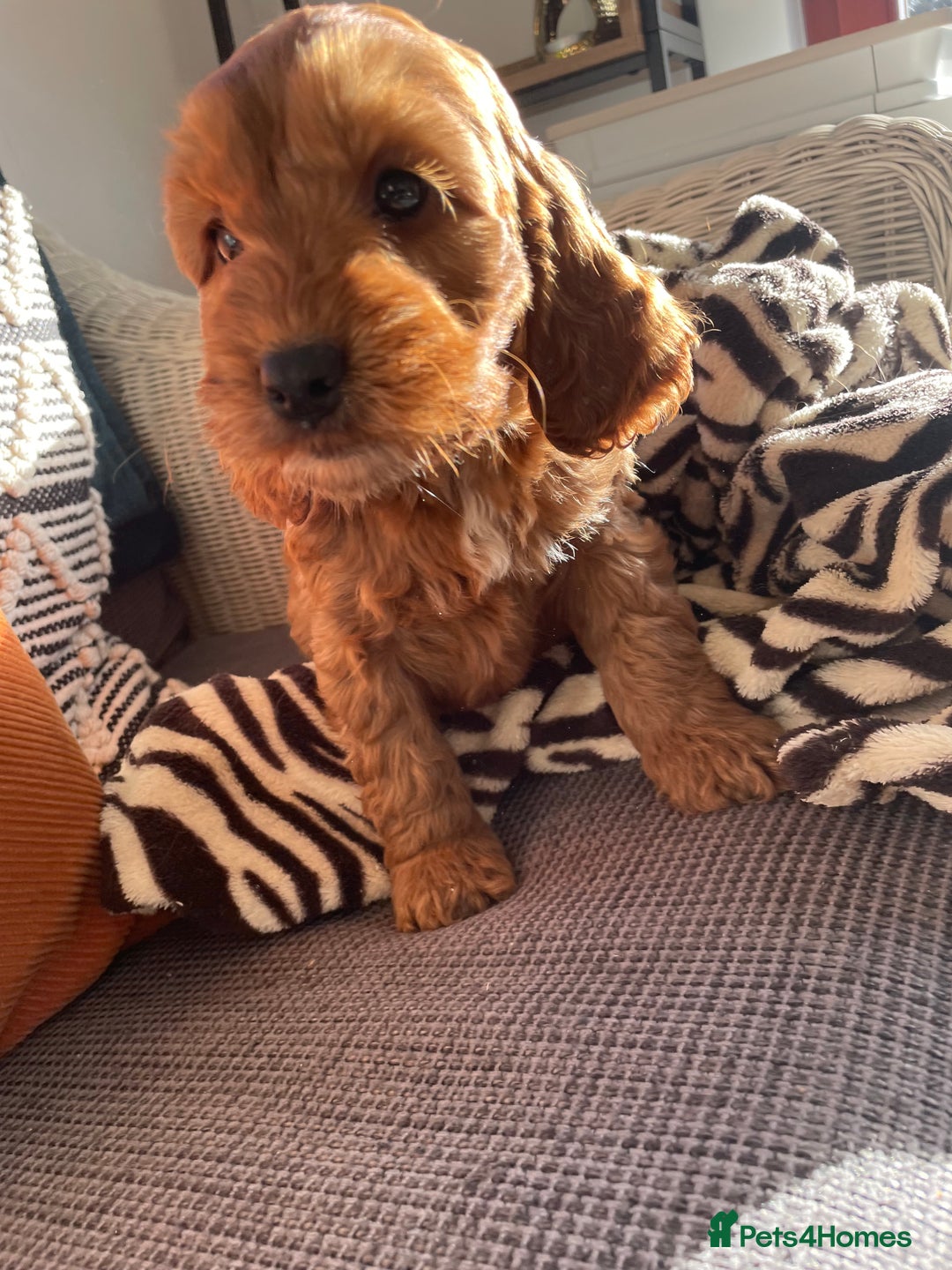 Cockapoo dogs for sale: F1 MINIATURE COCKAPOO PUPPIES DNA HEALTH TESTED  - Advert 10