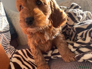 Cockapoo dogs F1 MINIATURE COCKAPOO PUPPIES DNA HEALTH TESTED - Advert 16