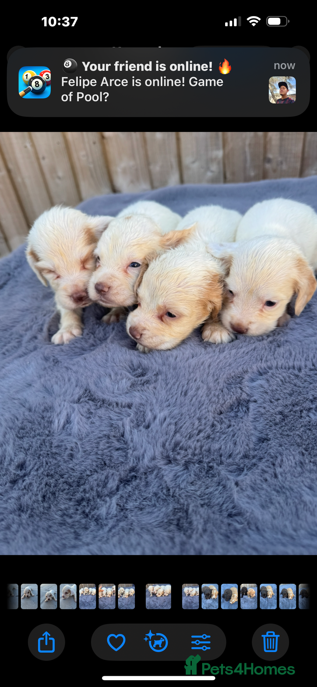 Cocker Spaniel dogs for sale: One male, four girl cocker spaniels - Image 8
