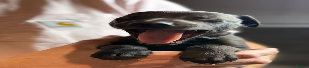 Whippet Puppy 4