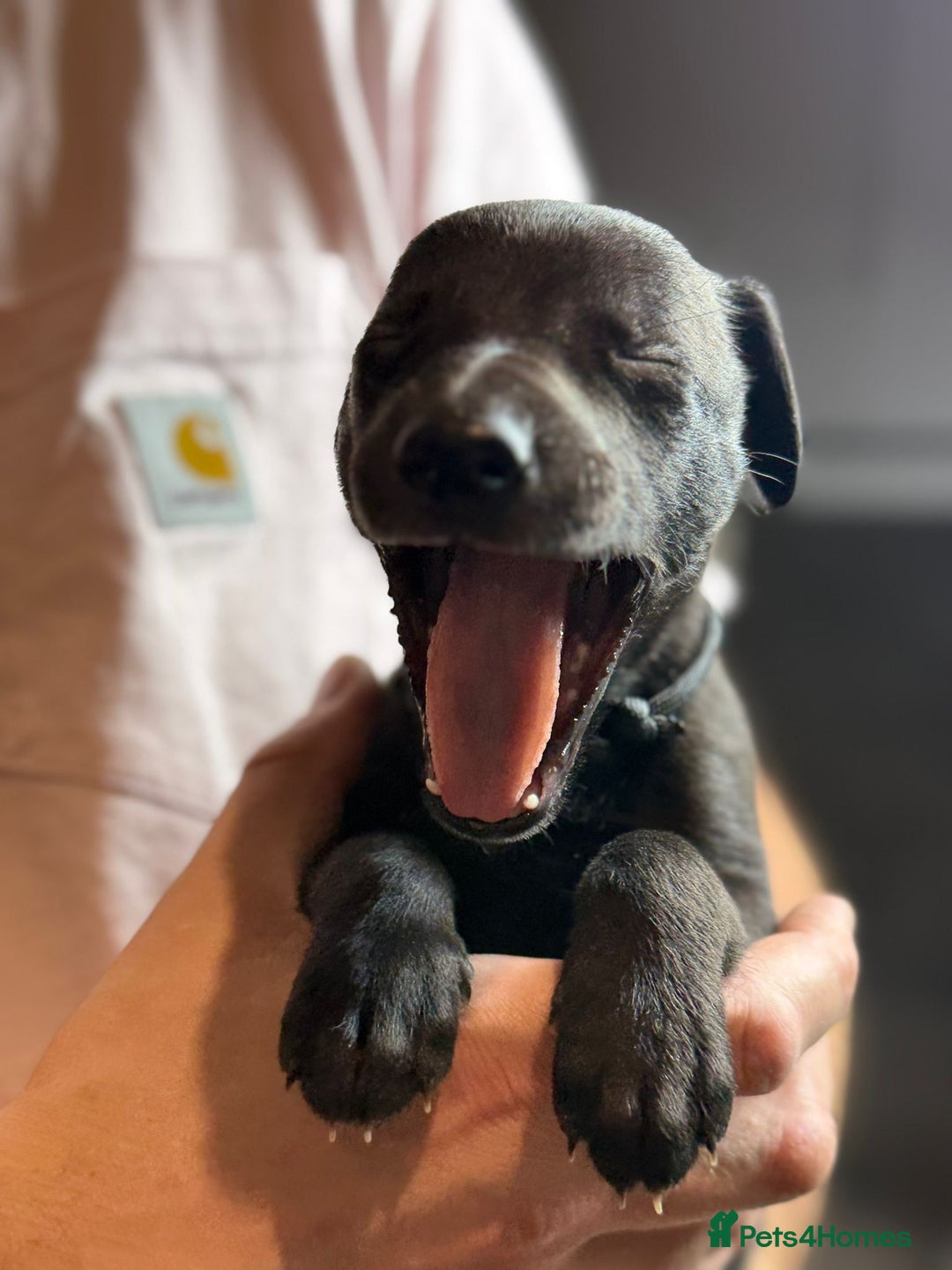Whippet dogs for sale: KC Registered Whippet Puppies Scotland - Image 4