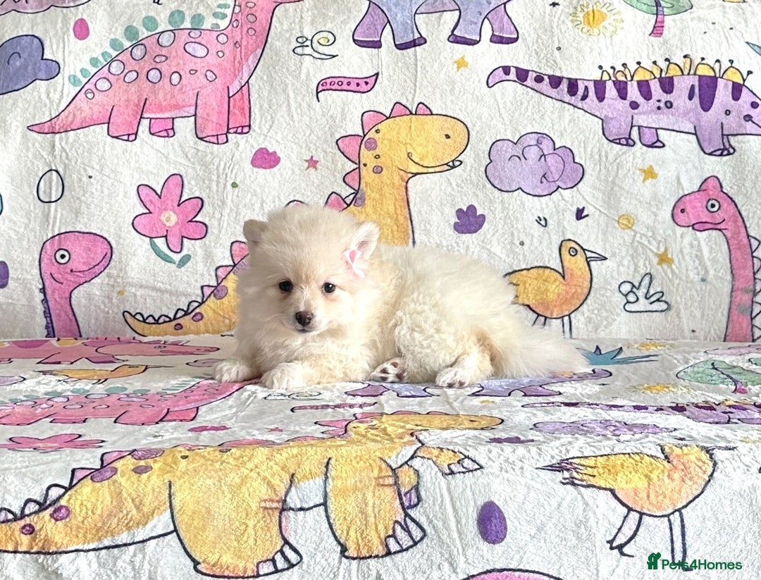 Pomsky dogs for sale: Perfect husky markings f3 Pomsky puppies for sale - Image 12