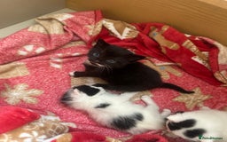 Mixed Breed cats for sale: Fluffy kittens - Image 8