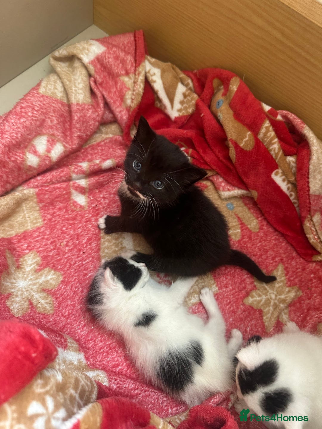 Mixed Breed cats for sale: Fluffy kittens - Image 8