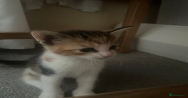 European cats - Advert 1