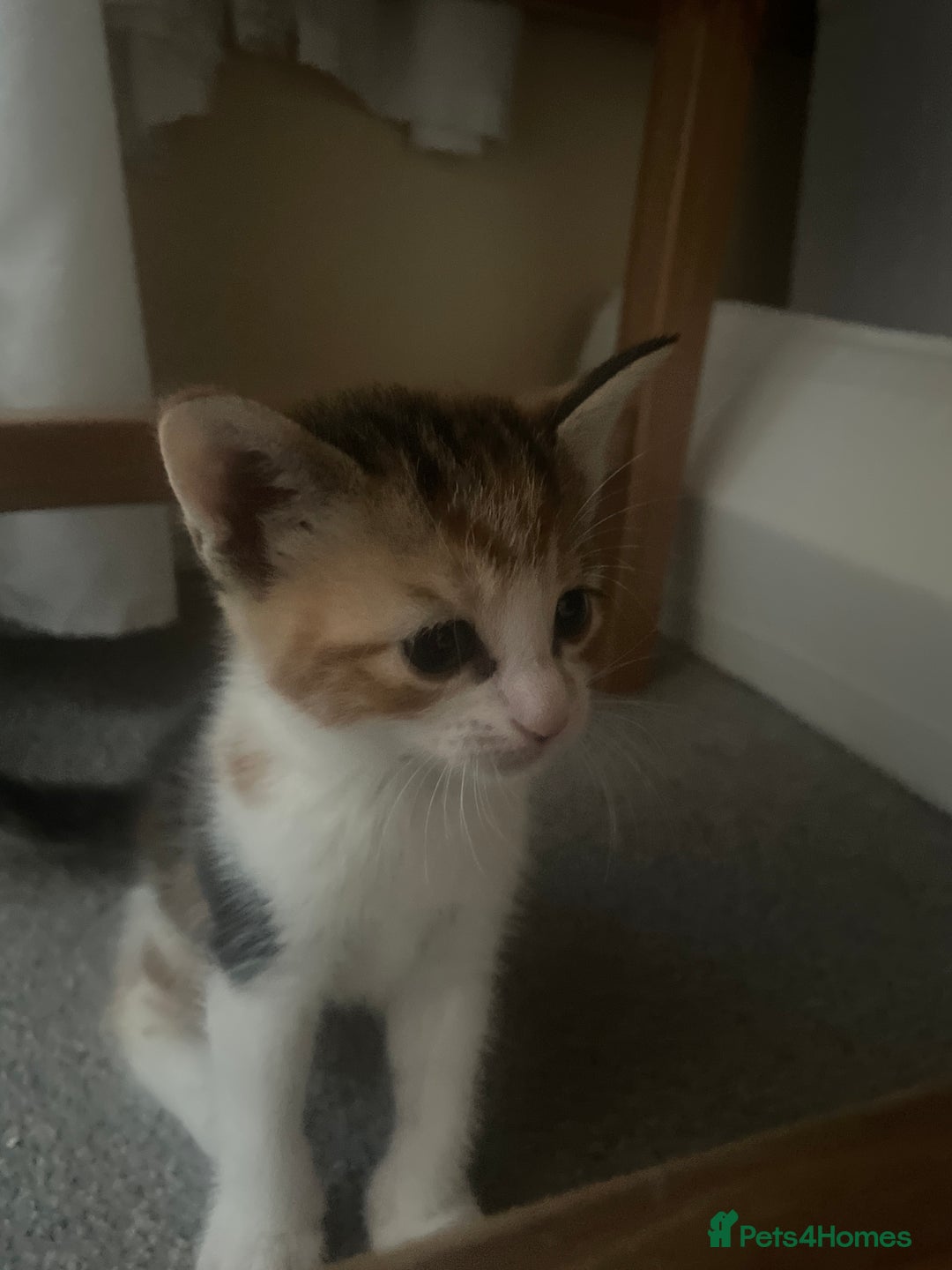 European cats for sale: Kittens for sale  - Image 2