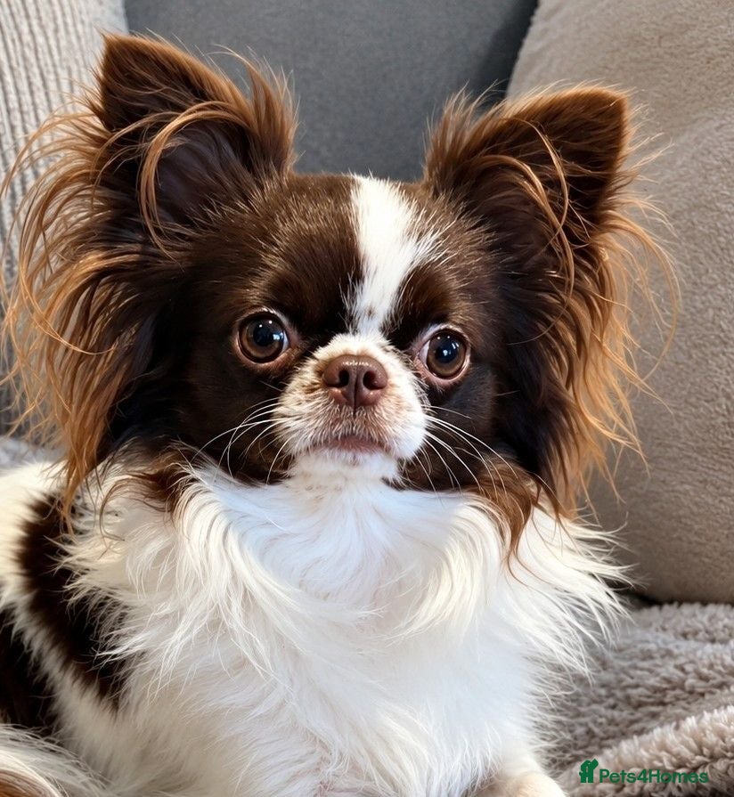 Chihuahua dogs KC reg-Heath Tested-Proven Stud - Advert 5