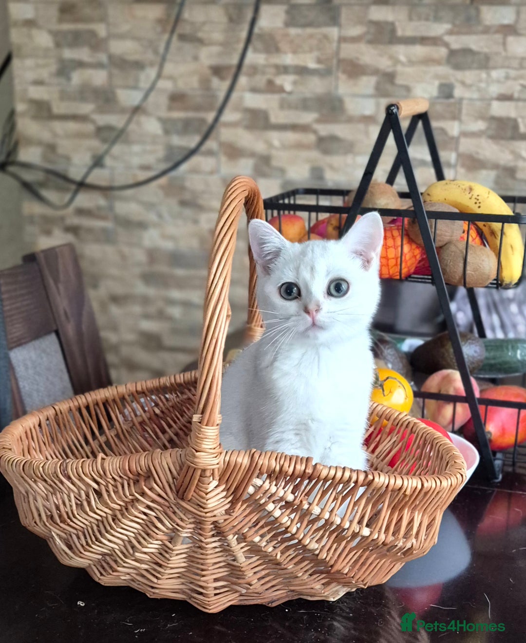 British Shorthair cats for sale: British shorthair  - Image 12