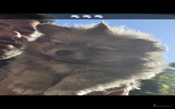 Pomchi dogs for sale: Puppy's 1&2 - Image 18