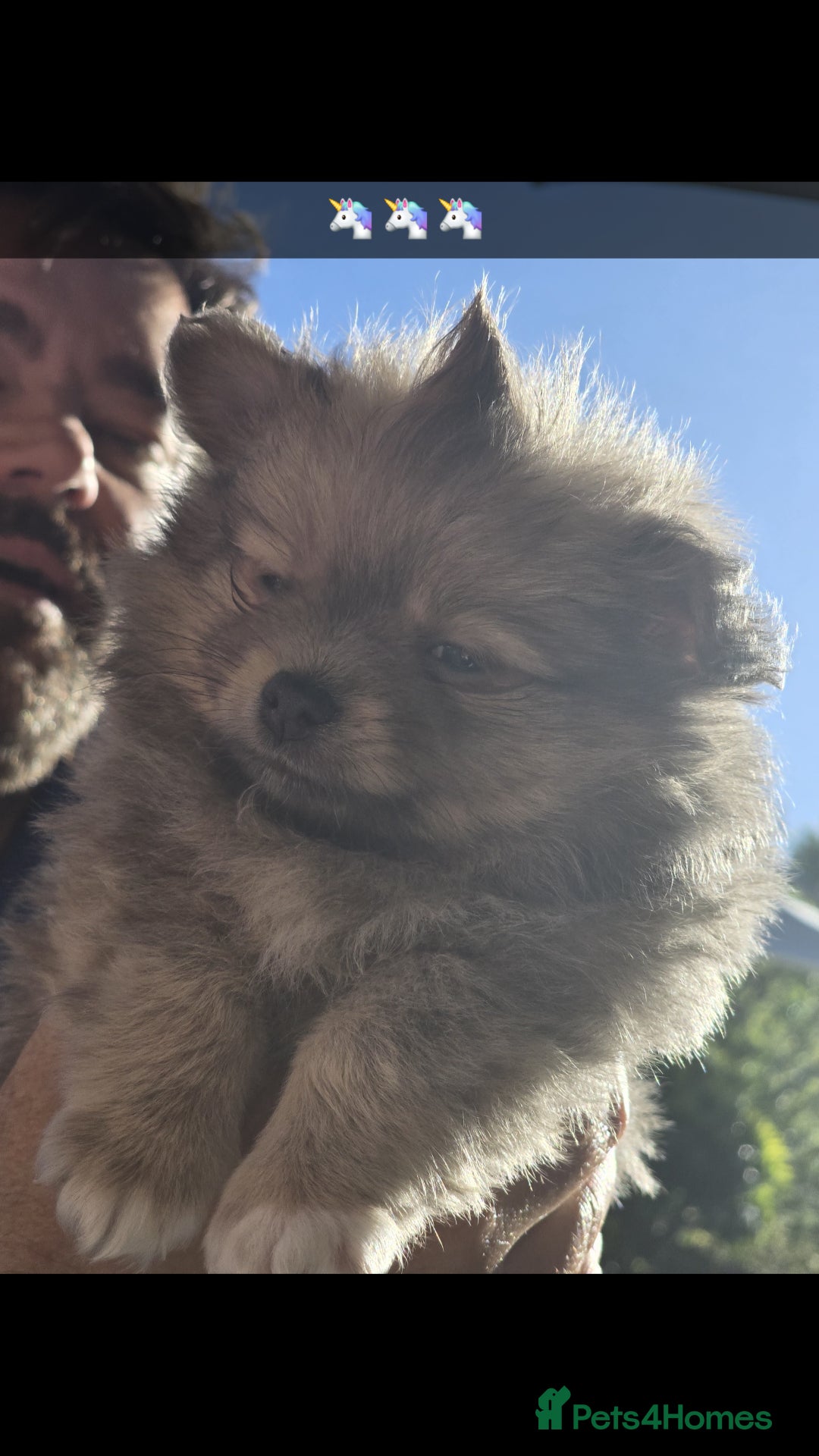 Pomchi dogs for sale: Puppy's 1&2 - Image 18