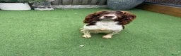 English Springer Spaniel dogs for sale:  OUR LOVELY ANNIE LOOKING FOR A VERY SPECIAL HOME in Doncaster - Advert 7