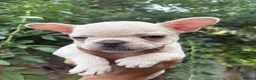French Bulldog dogs for sale: Beautiful French bulldogs in Ilford - Advert 10