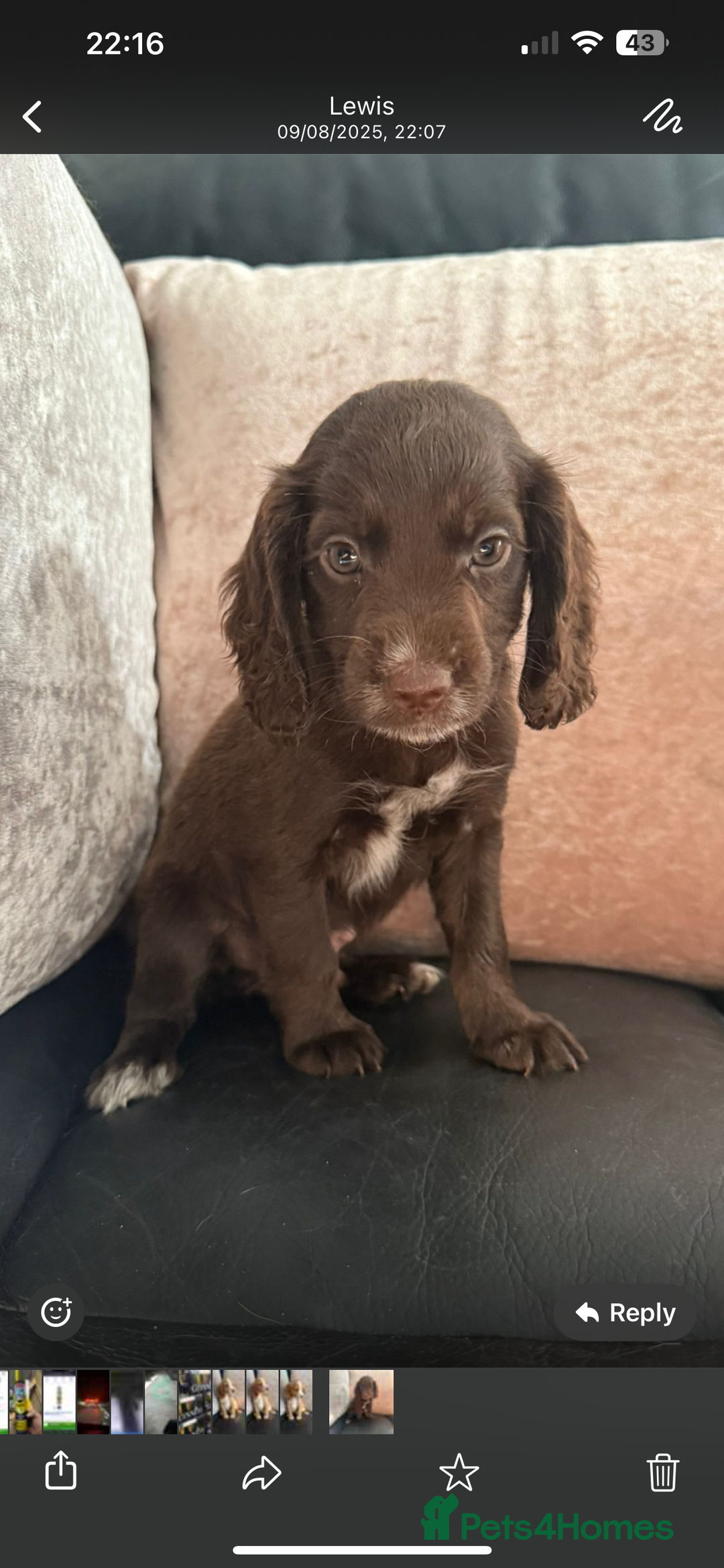 Cocker Spaniel dogs for sale: KC Working Cocker Spaniels available now - Image 10
