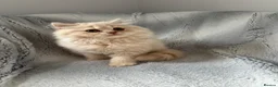 British Longhair cats for sale: Cream LH male  in Crewe - Advert 7