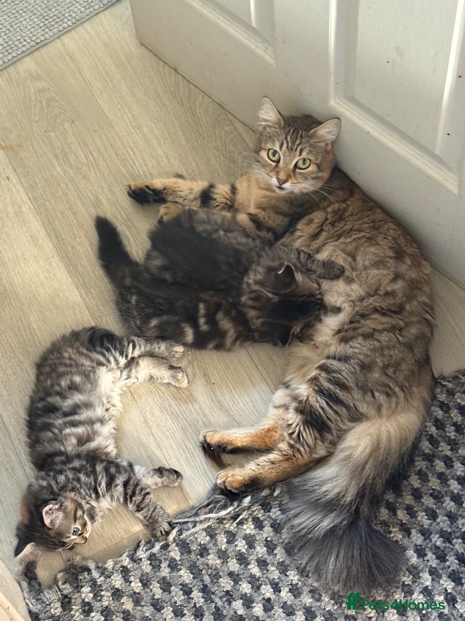 Norwegian Forest Cat cats Beautiful Females available  - Advert 1