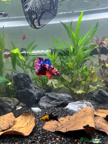 Plecos fish - Advert 19
