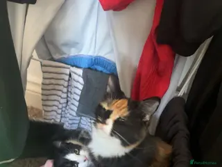 Domestic Shorthair cats 1 adult cat and 1 10 month old kitten - Advert 1