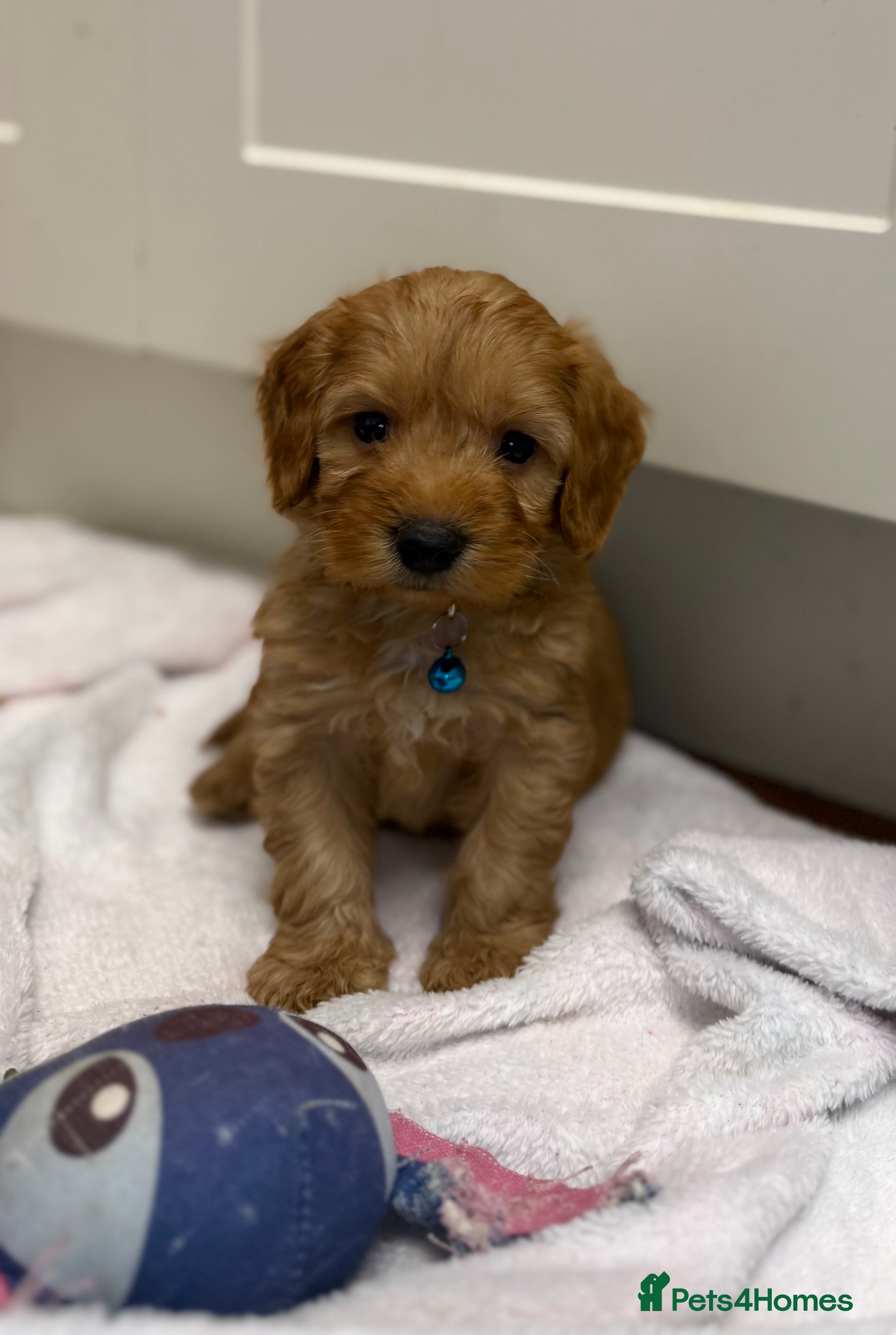 Cockapoo dogs Beautiful Health Tested Cockapoo Puppies - Advert 5