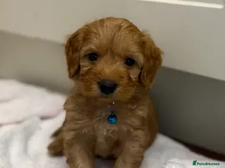 Cockapoo dogs Beautiful Health Tested Cockapoo Puppies - Advert 5