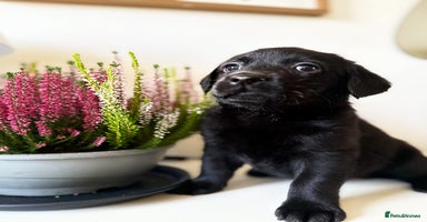 Labrador Retriever dogs - Advert 8