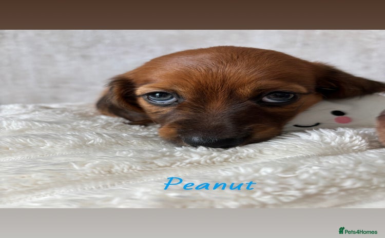 Miniature Dachshund dogs - Advert 2