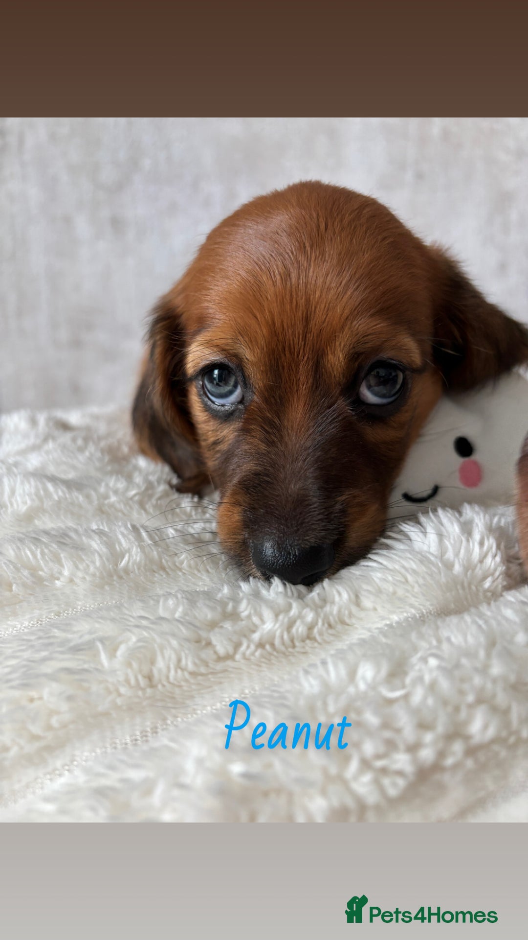 Miniature Dachshund dogs for sale: Miniature long and smooth coated Dachshunds - Image 1