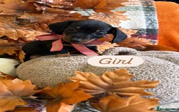 Dachshund dogs for sale: Beautiful dachshund puppies  - Image 20