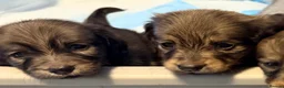 Miniature Dachshund dogs for sale: Shaded cream long hair amazing dachshunds puppies - Advert 17