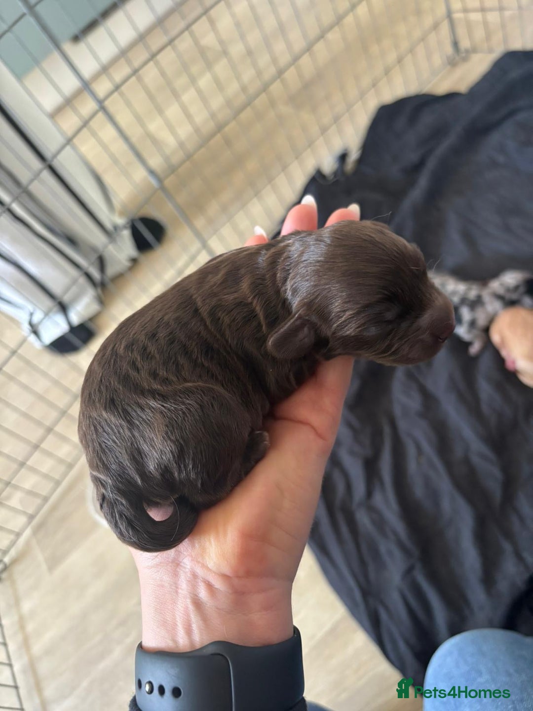 Cockapoo dogs for sale: 5 gorgeous cockapoos - Image 6