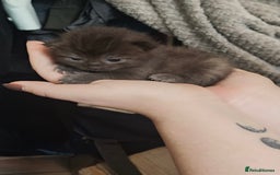 Ragdoll cats for sale: CINNAMON RAGDOLL GIRL - Image 11