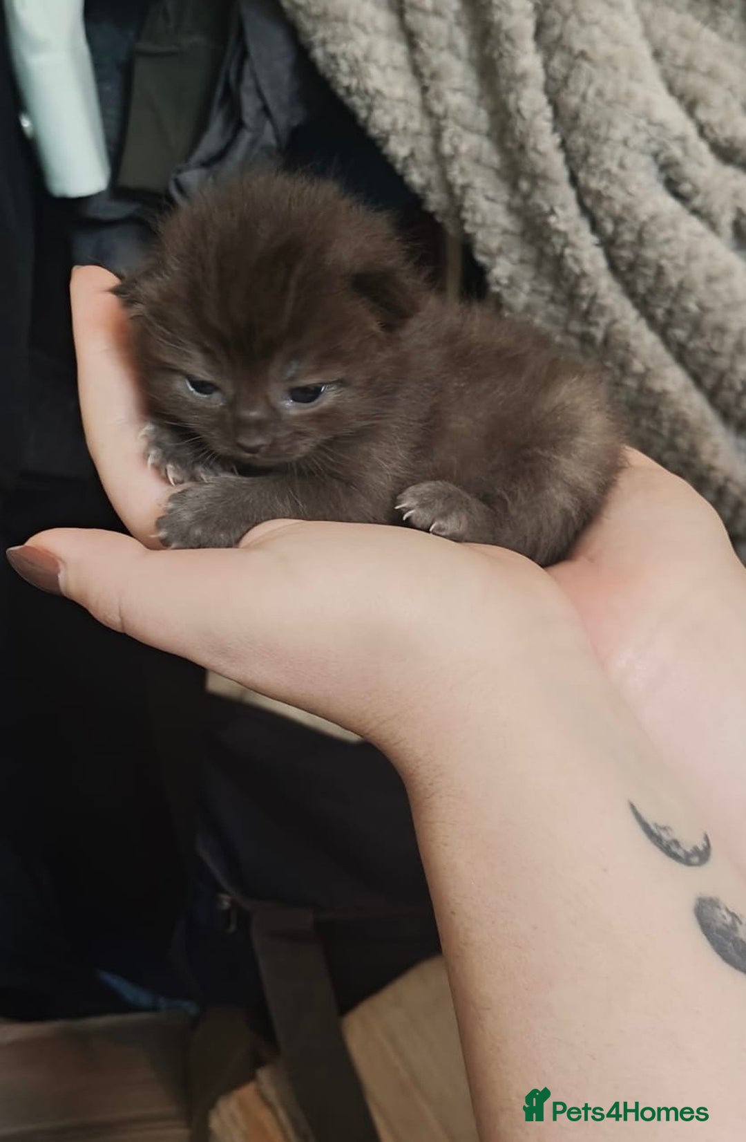 Ragdoll cats for sale: CINNAMON RAGDOLL GIRL - Image 11