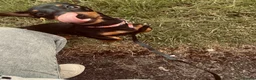 Dachshund dogs for sale: 6 Month Old Dachshund Puppy  - Advert 3
