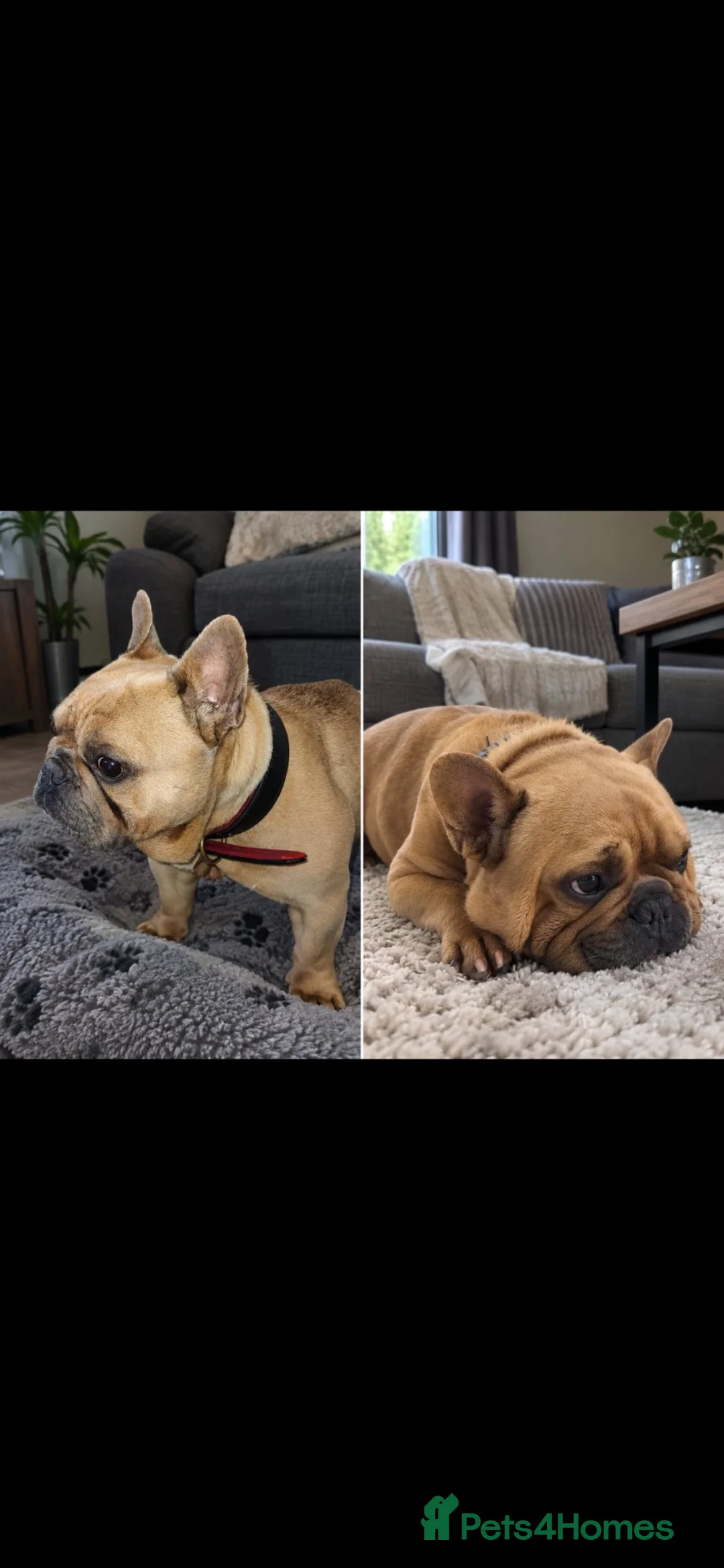 French Bulldog dogs for sale: French bulldog  - Advert 1