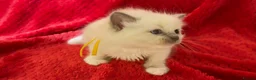 Ragdoll cats for sale: Beautiful fluffy blue and lilac Ragdoll kittens in Doncaster - Advert 10