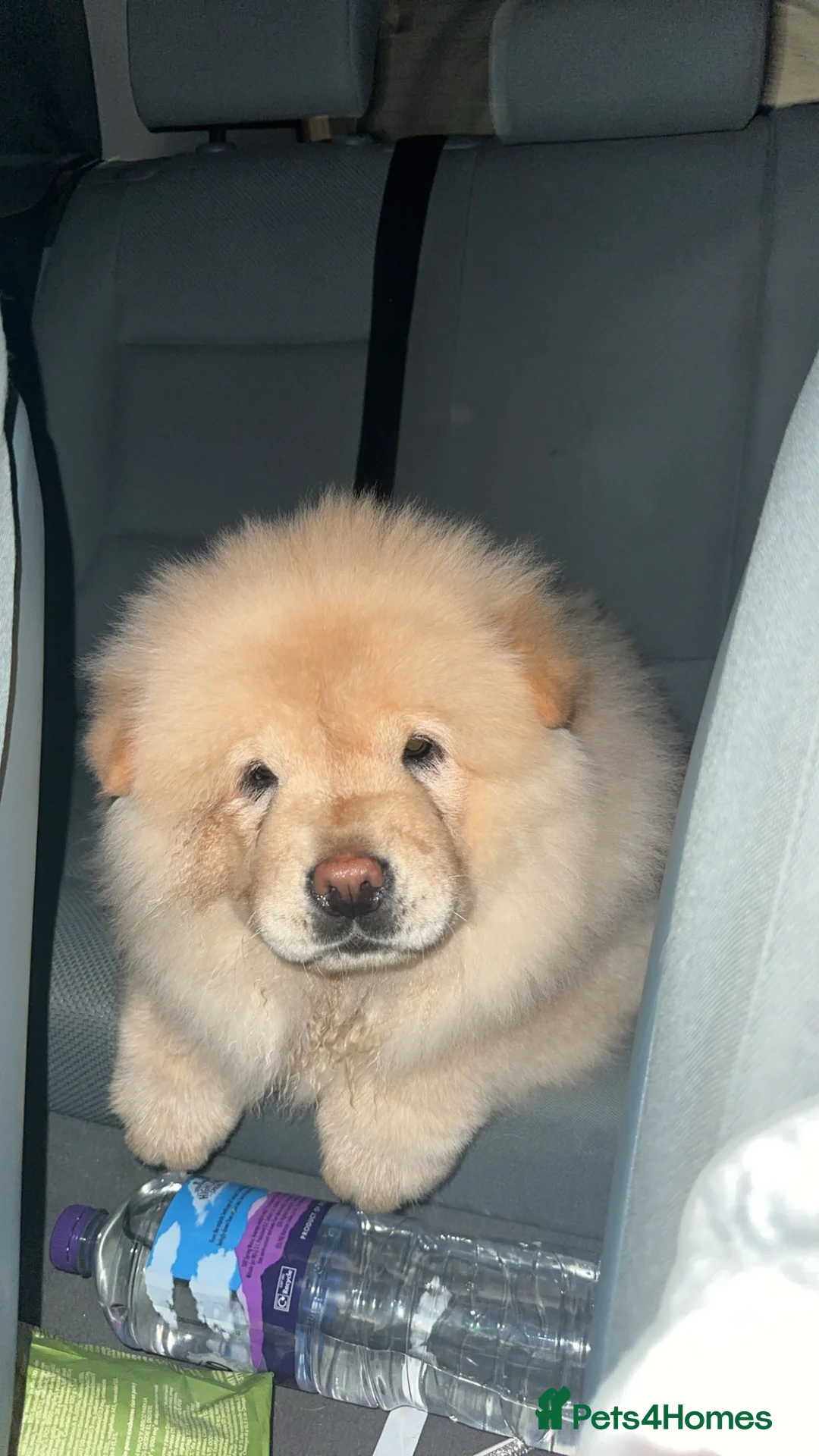 Chow Chow dogs for sale: KC Registered Female Chow Chow  - Advert 5