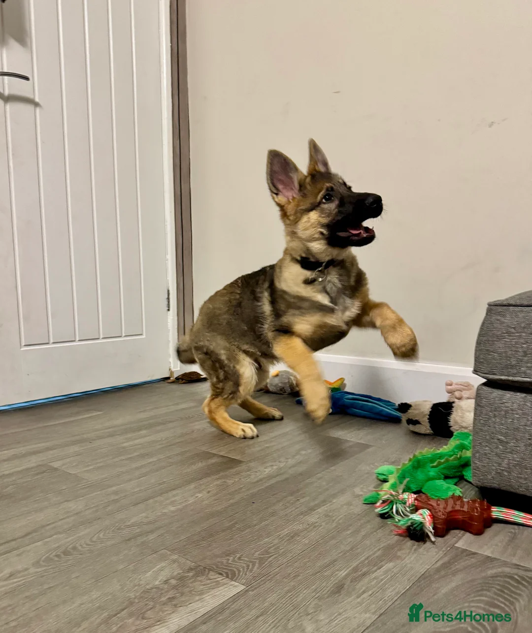 German Shepherd dogs for sale: 4.5 month old male German Shephard - Advert 28