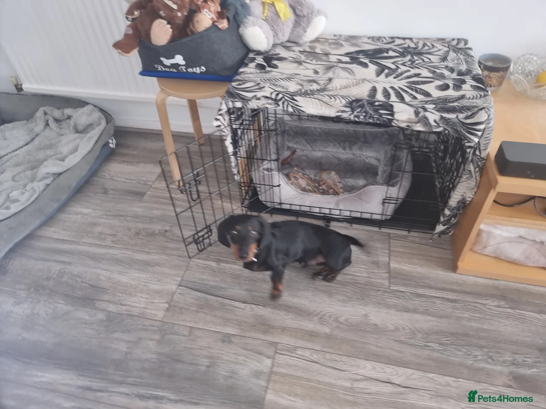Miniature Dachshund dogs for sale: 9 months old miniature dachshund  - Advert 8