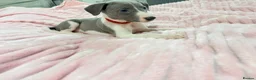 Whippet dogs for sale: Whippet puppies  - Advert 13