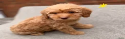 Cockapoo dogs for sale: 6 F1B COCKAPOO PUPPIES in Ashford - Advert 8