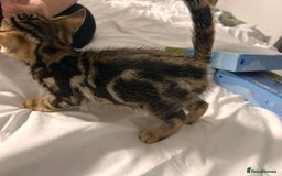 Bengal cats for sale: Beautiful bengal  - Image 7