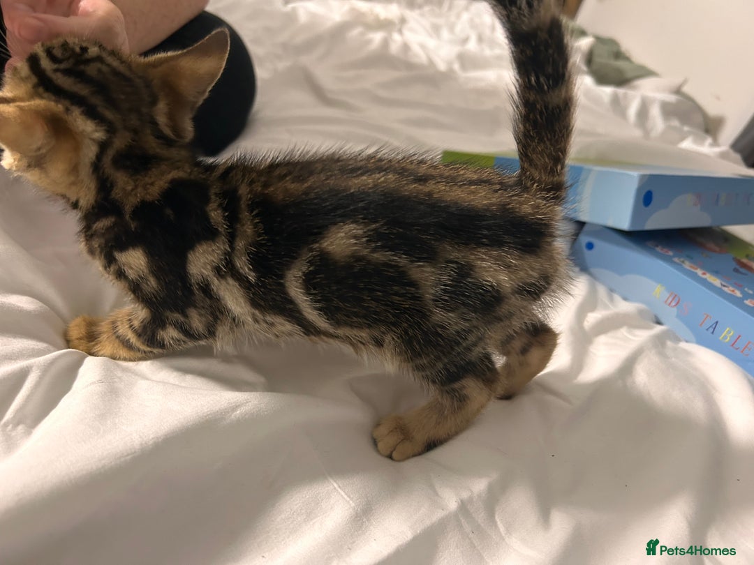 Bengal cats for sale: Beautiful bengal  - Image 7