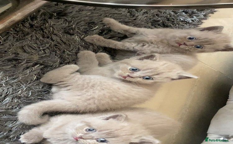 British Shorthair cats - Advert 7